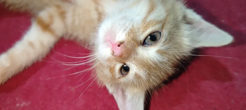 Домашний котёнок мальчик 1 Домашний котёнок мальчик 1