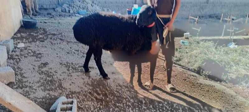 Katta qoʻchqor sotiladi 2tish 1 Katta qoʻchqor sotiladi 2tish 1