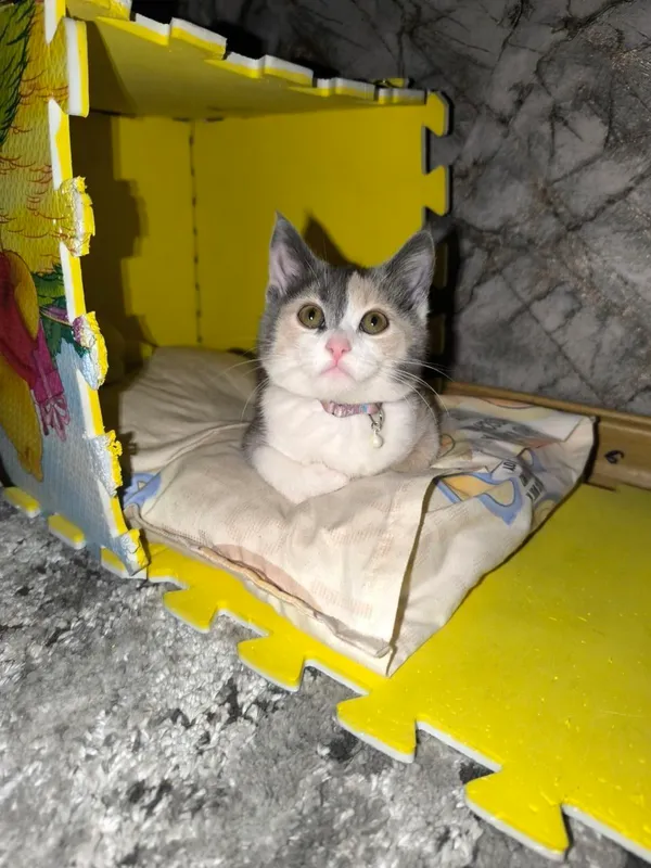 кошка в добрые руки