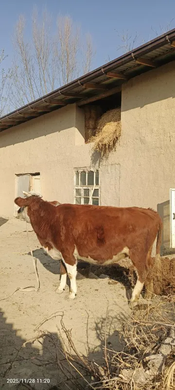 Smental gibrit Bug'oz sigir sotiladi