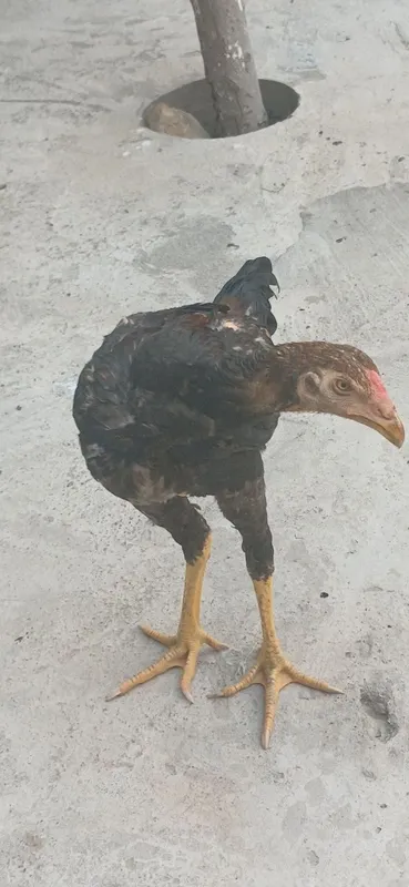 Dakan jo'ja xoroz sotlad 2 Dakan jo'ja xoroz sotlad 2