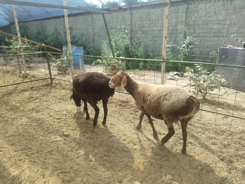 2 ta sovliq qoy sotiladi 2