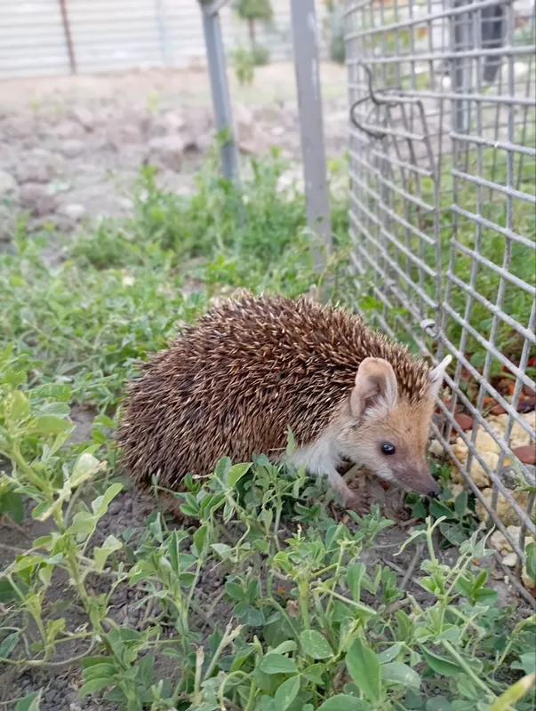 Домашний типратиканла бор