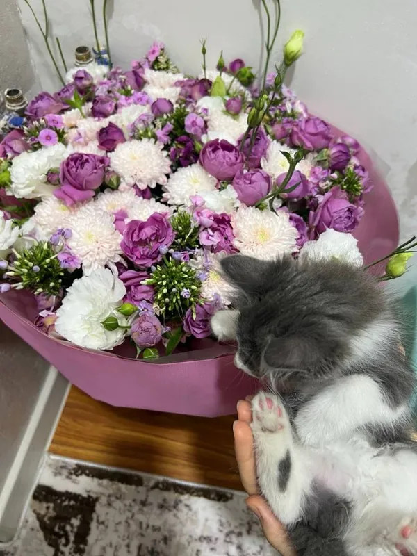 Отдается даром Котенок 2 месяца. Только в хорошую семью! 4 Отдается даром Котенок 2 месяца. Только в хорошую семью! 4