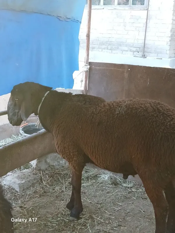 Qochqorlar sotiladi 6