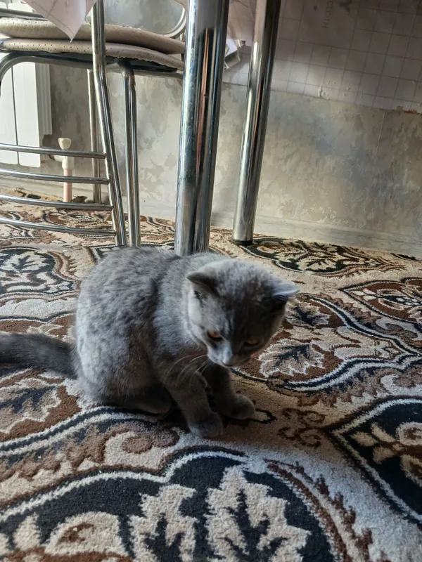 Продаётся кошка 5
