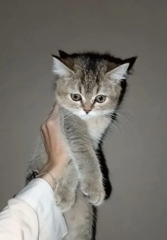 кошка 2 кошка 2