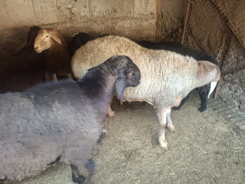 Zotdor Arashan va Hisori qochqorlar sotiladi 2dona yirik quchqorlar 2