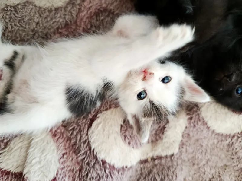 Котенок срочно ищет своего дома 3