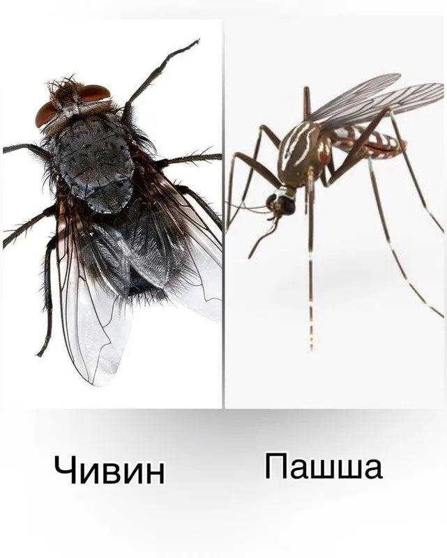 Dezinfeksiya pashsha Dezinfeksiya chivin