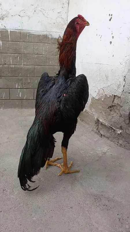 olaman