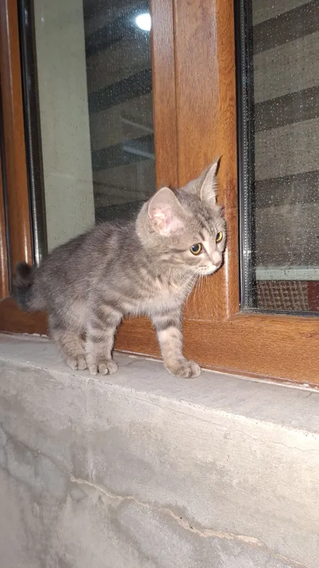 котята британский смешаный мальчик и девочка котята британский смешаный мальчик и девочка