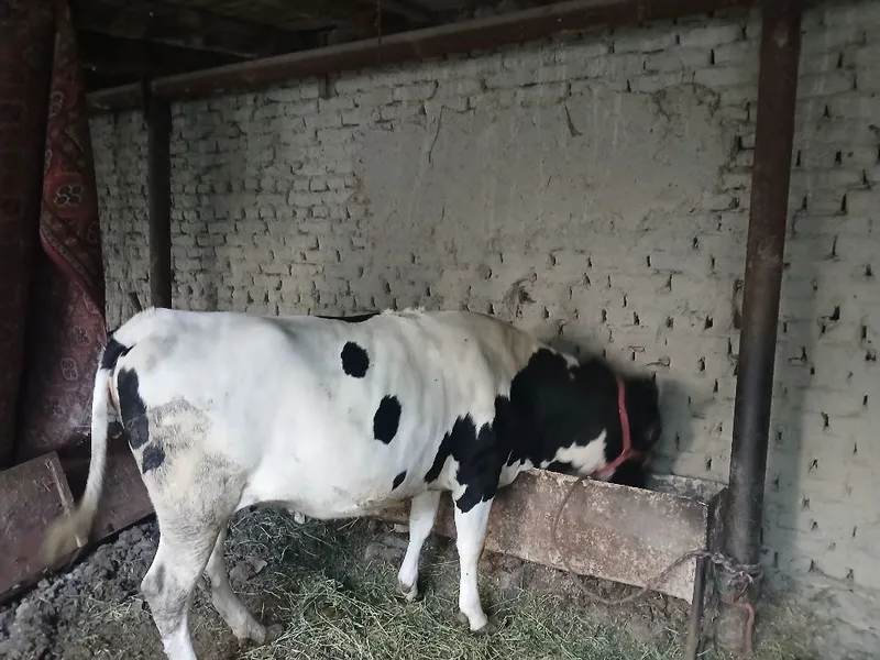 Mol sotiladi g'unojin
