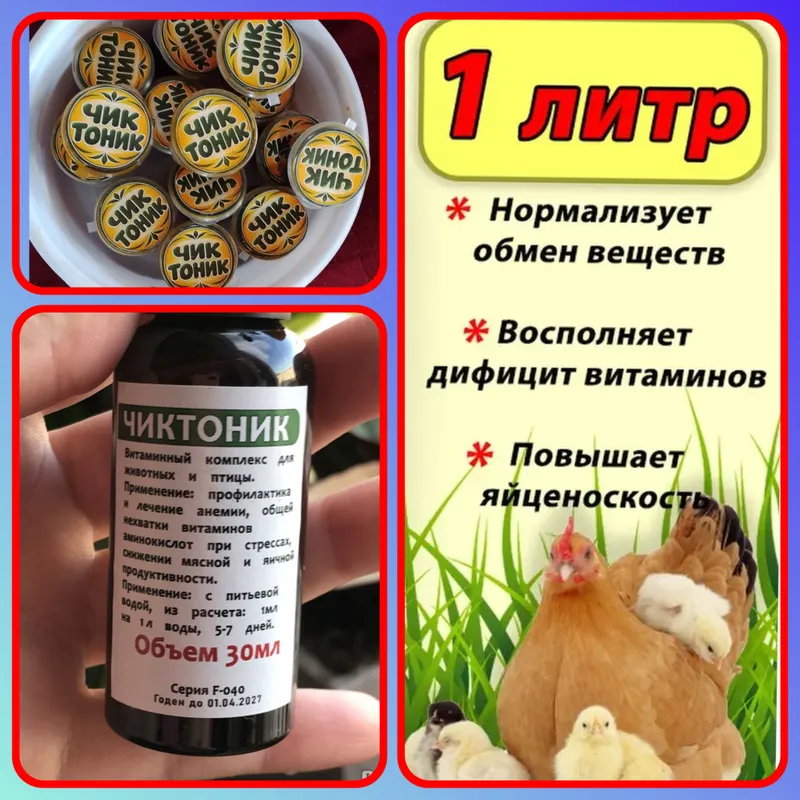 ЧИК ТОНИК TOVUQ JOʻJA VA KABUTAR 2