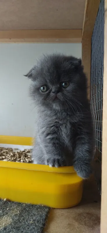 В продаже Экзоты котята