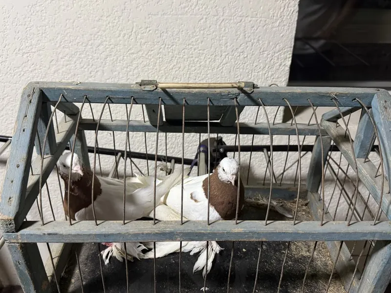 Kaptar Qopqon para 4