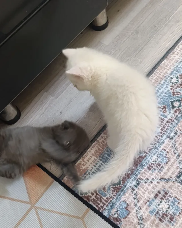 Продаются вислоухие котята! — фото 7