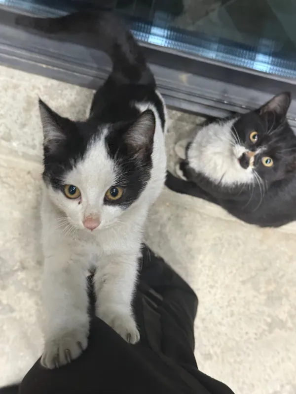Котята 3,5 месяца — фото 3