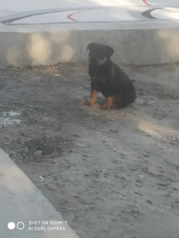 Zotdor rotveyler kuchukchasi 7 Zotdor rotveyler kuchukchasi 7