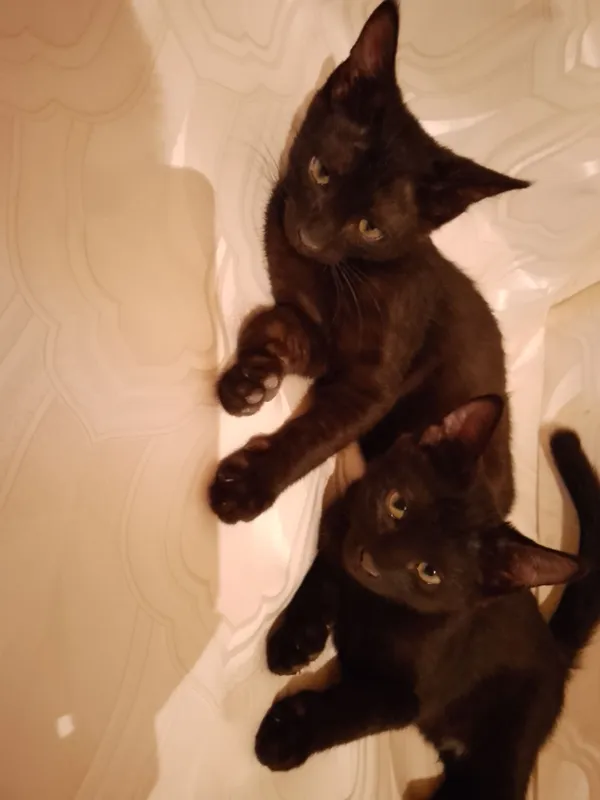 отдам котенка кошечку в добрые руки!
