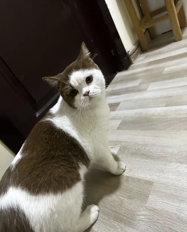 Продаю британскую короткошёрстную кошку 4