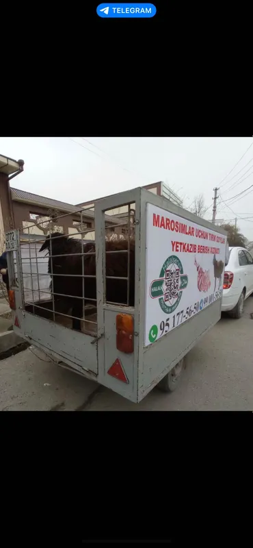 Aqiqa va Ehsonga tirik qo’ylar‼️ — фото 4
