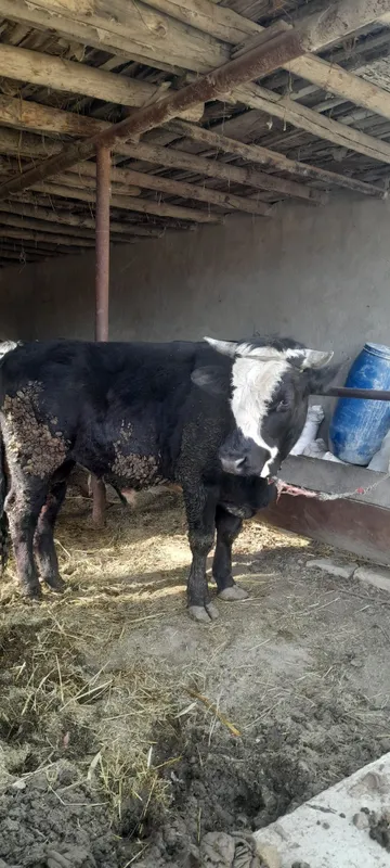 Бука сотилади пародии — фото 3