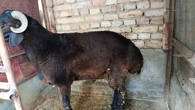 qo'chqor кучкор qo'y qurbonlikka qo'chqor.