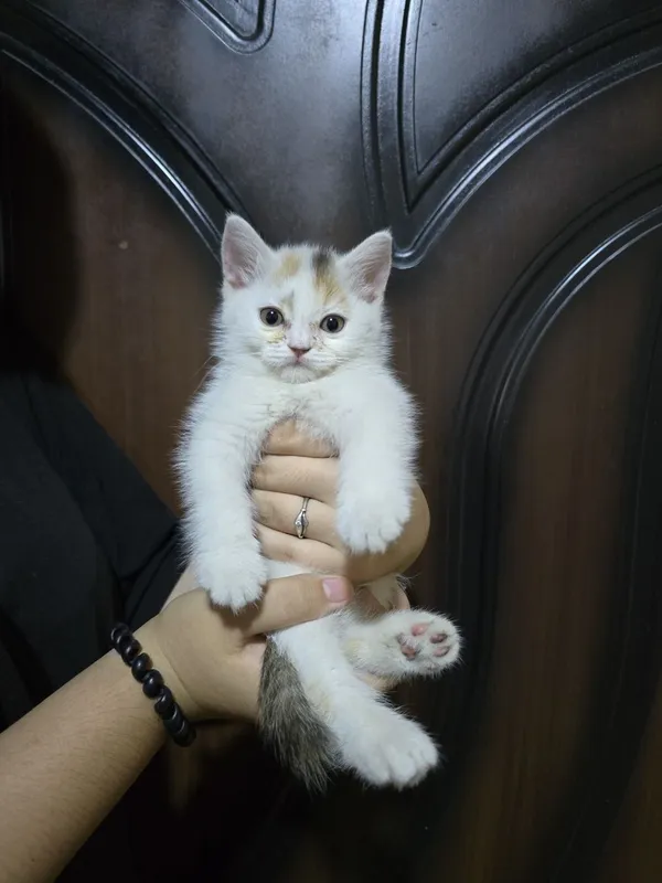 Продам котят 2месяца 3