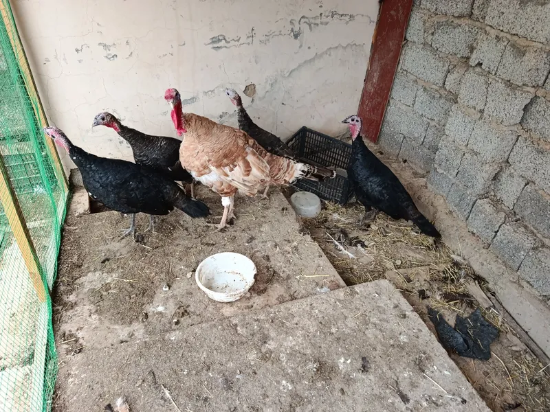 Kurkalar sotiladi 1