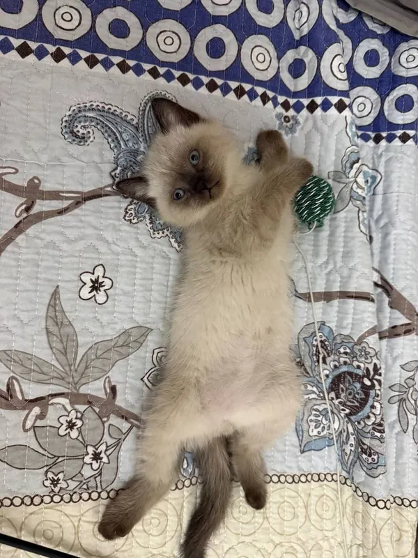 Продается котята