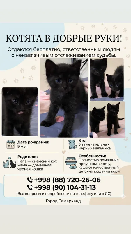 Котята