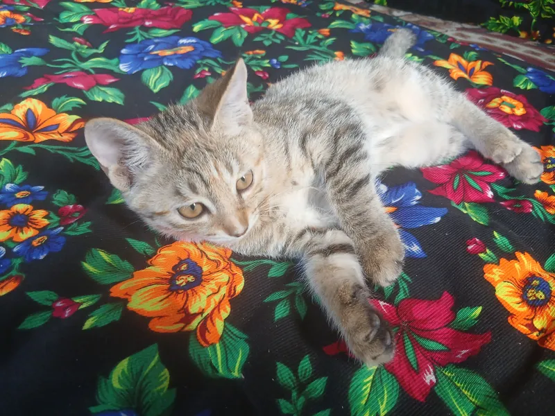 Котята 4-месячные. Отдаются в хорошие семьи. 3 Котята 4-месячные. Отдаются в хорошие семьи. 3