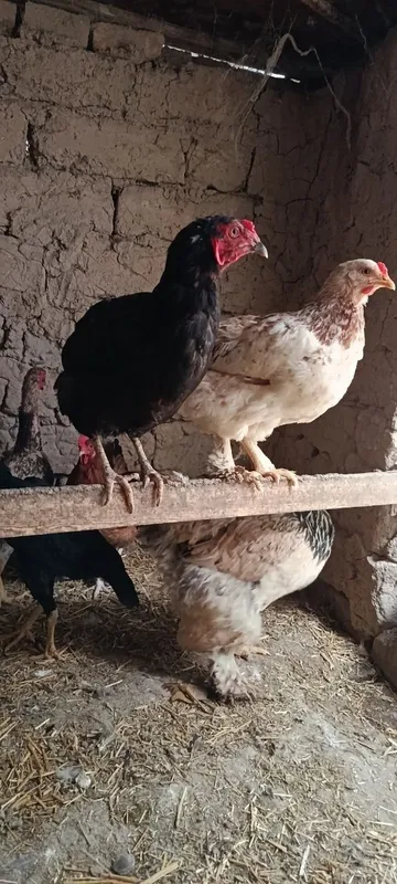 Домашний курица и петух продаётся 2 Домашний курица и петух продаётся 2