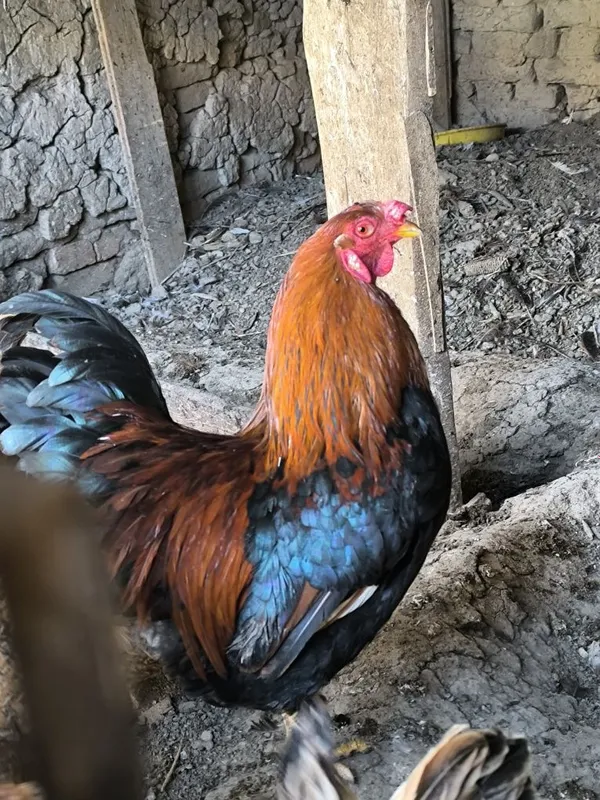 Ху́роз соглом ебичиши яхши 3 Ху́роз соглом ебичиши яхши 3