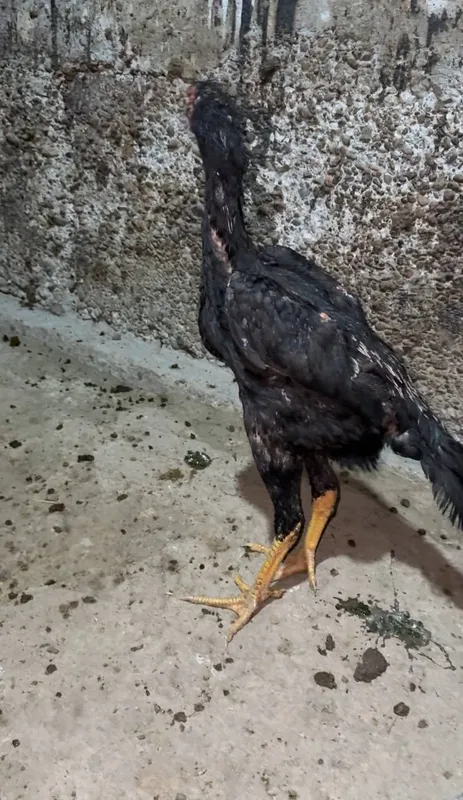 3 ta xòroz sotiladi 3 chalasiyam 7 oylik — фото 5