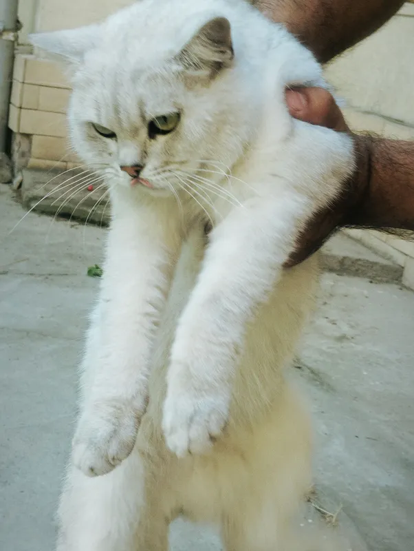serebrestiy shinshilla erkak mushuk — фото 2