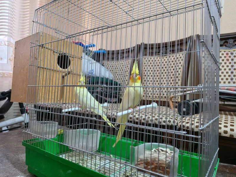 Popugay Corella para qafasi va uychasi bilan 2