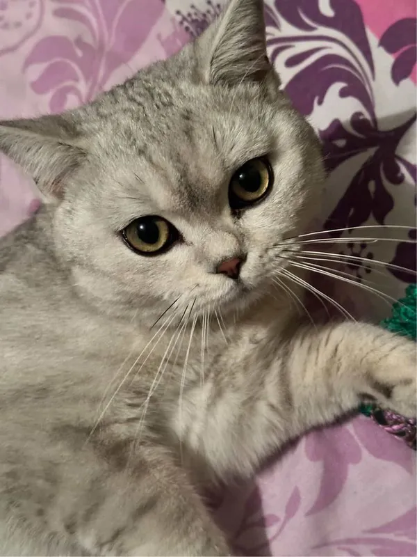 Кошка шиншила вязка — фото 2