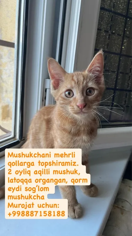 Mushukcha xadiyaga