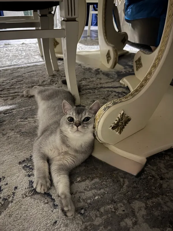 Скотиш страйт, серебристая шиншилла — фото 2