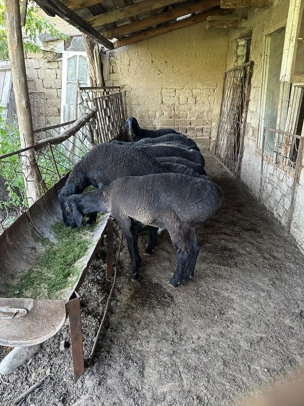 qoy bor yemda boqilgan qurbonlikka tayyor — фото 2