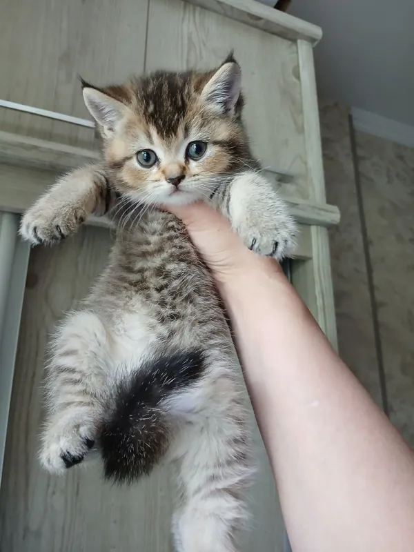 продаю котёнка девачку — фото 2