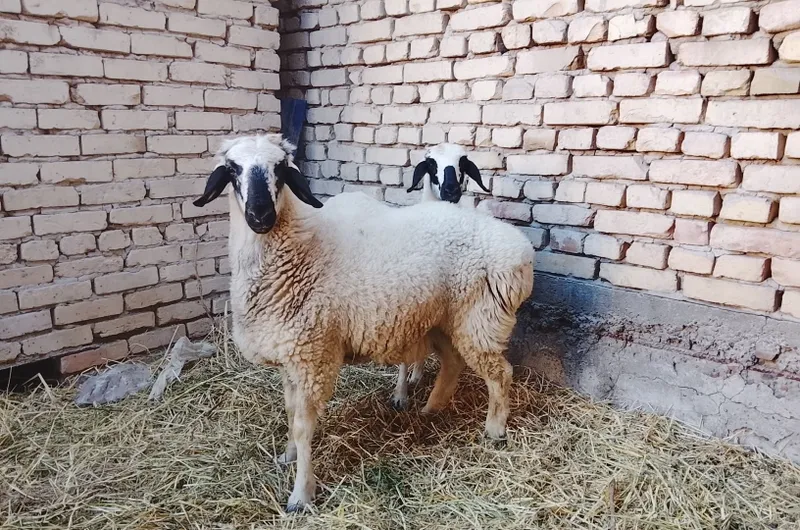 Продаётся каракульский баран 2