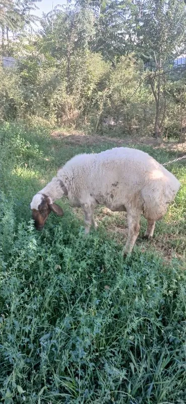 Ката бадани бакуват куй 8 Ката бадани бакуват куй 8