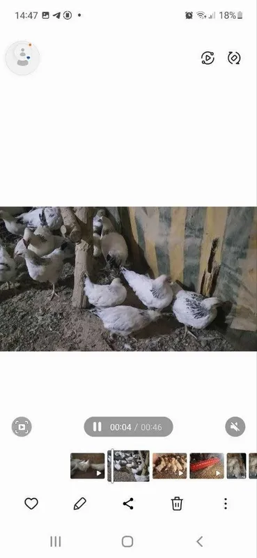 Адлер серебро 3 ой 3 ойдан ошган жужалари 8 та товук 1 та хуроз
