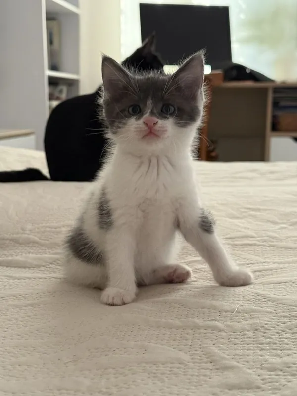 Котята в добрые руки — фото 1