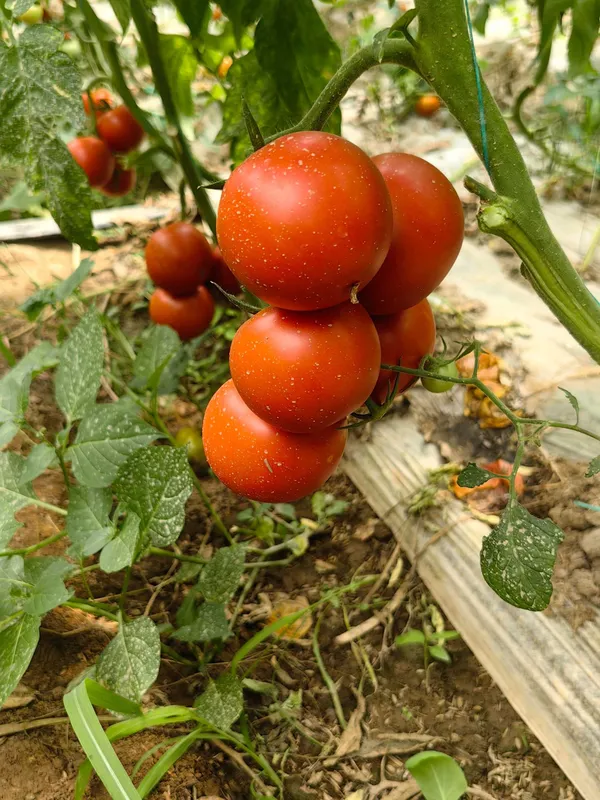 Помидоры вкусные и красивые — фото 4