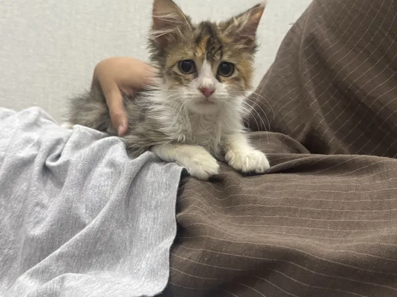 Котенок бесплатно 1 Котенок бесплатно 1