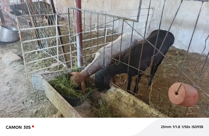 Бугоз куй 2 та. 2-3 тугар 3